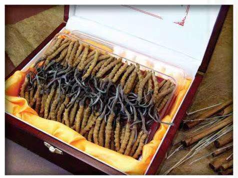 沁源冬虫夏草回收